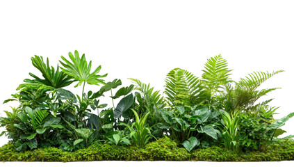 a lush arrangement of various tropical plants and ferns showcasing vibrant green foliage and a natural aesthetic ideal for enhancing indoor spaces or creating a calming environment