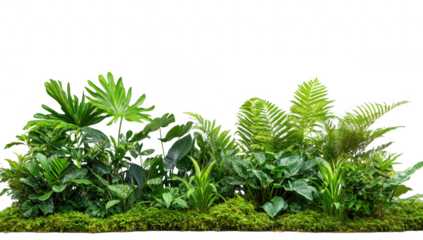 a lush arrangement of various tropical plants and ferns showcasing vibrant green foliage and a natural aesthetic ideal for enhancing indoor spaces or creating a calming environment