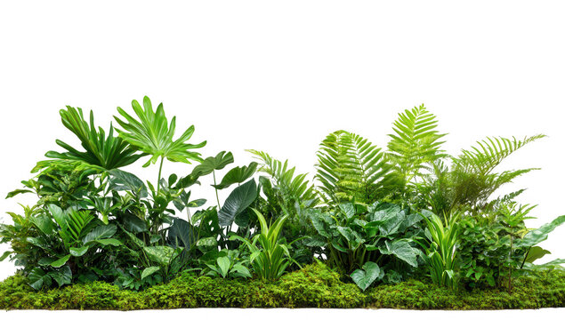 a lush arrangement of various tropical plants and ferns showcasing vibrant green foliage and a natural aesthetic ideal for enhancing indoor spaces or creating a calming environment