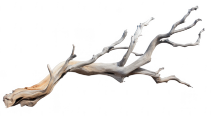 a weathered driftwood branch with intricate textures and shapes showcasing the natural beauty of wood ideal for decorative or artistic purposes