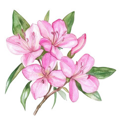 watercolor illustration featuring pink flowers and green leaves showcasing the beauty of nature ideal for decoration or design purposes
