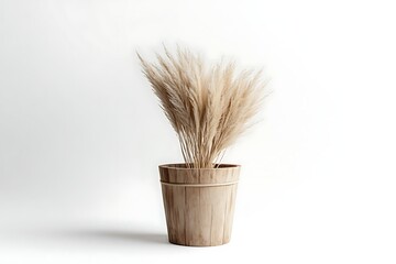 Pampas grass decorates wooden bucket, studio shot against white backdrop, for interior design