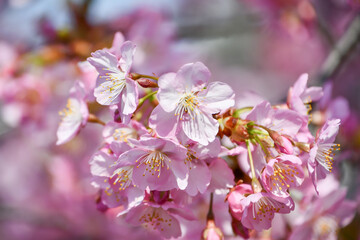 Fototapeta premium 京都 淀水路の河津桜