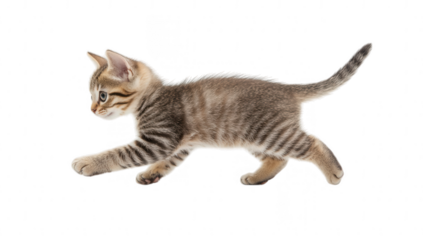 a playful kitten with striped fur is captured mid-stride showcasing its curiosity and agility against a clean white background. charm and liveliness of young cats