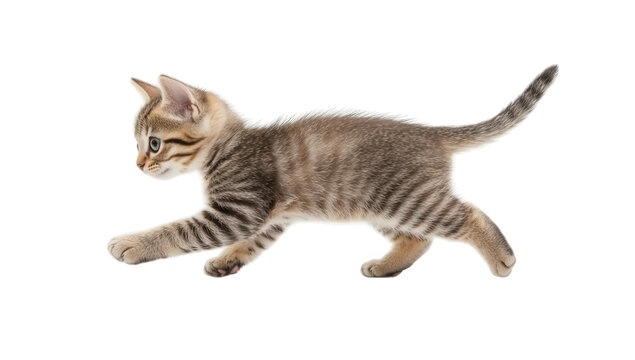 a playful kitten with striped fur is captured mid-stride showcasing its curiosity and agility against a clean white background. charm and liveliness of young cats