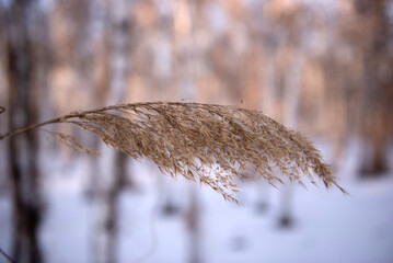 snow covered branches