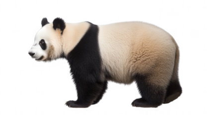 a side view of a giant panda showcasing its distinctive black and white fur emphasizing its round body and playful demeanor