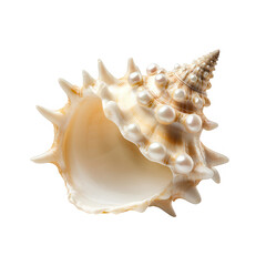 Obraz premium a beautifully detailed seashell showcasing its intricate spiral shape and texture often found on beaches symbolizing nature's artistry and marine life