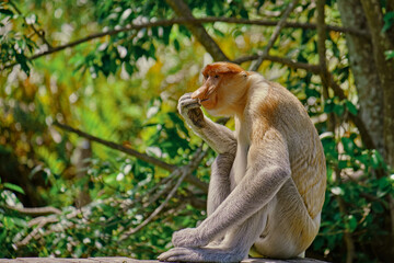 Naklejka premium Proboscis Monkey in Borneo rainforest Sandakan Malaysia. Long-nosed monkey. It is endemic to Borneo.