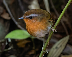 Rufous Gnateater