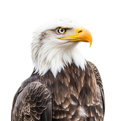 Obraz premium close-up a majestic bald eagle with striking features showcasing its sharp beak and intense gaze against a plain white background