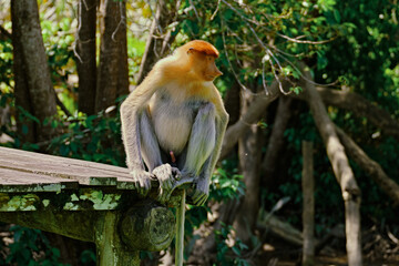 Proboscis Monkey in Borneo rainforest Sandakan Malaysia. Long-nosed monkey. It is endemic to Borneo.