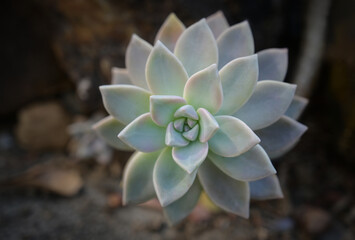 Fototapeta premium Close-up of Echeveria, A small succulent plant with green leaves in a white pot. Ornamental plants for decorating in the garden or room decor.
