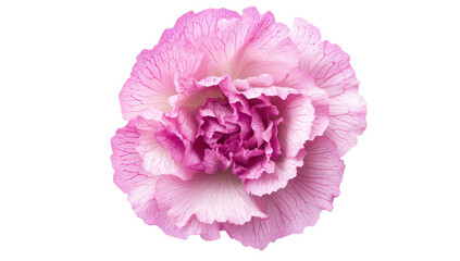 a vibrant pink flower with intricate petals showcasing a blend of light and dark shades perfect for decoration floral arrangements or nature-themed designs