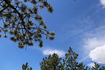 trees and sky