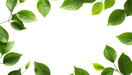 green leaves arranged around a blank space creating a natural frame that emphasizes freshness and tranquility ideal for nature-themed designs or backgrounds