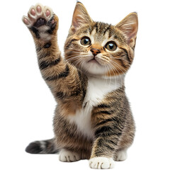 Obraz premium Playful domestic short-haired cat sitting and raising its paw, with a striped tail and white fur accents, isolated on white background