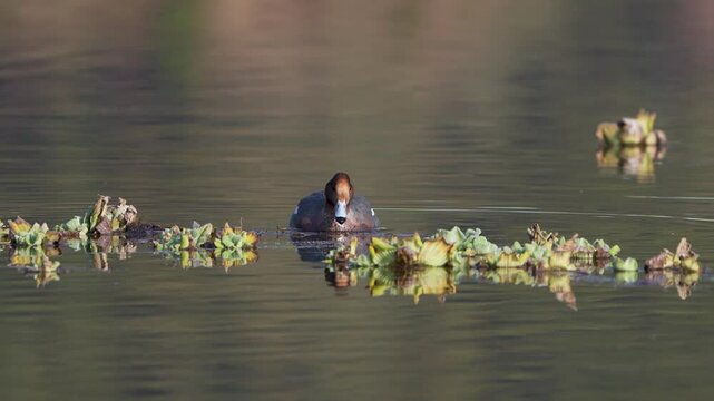 The Eurasian Wigeon (Mareca penelope) is a medium-sized dabbling duck with a distinctive chestnut head, creamy forehead, and gray body, commonly found in wetlands across Europe, Asia, and Africa