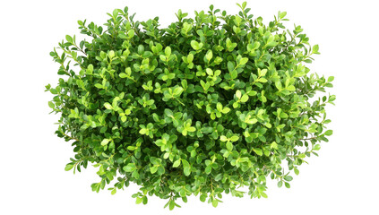 a vibrant green bush with numerous small leaves showcasing a lush and healthy appearance ideal for landscaping gardening or decorative purposes