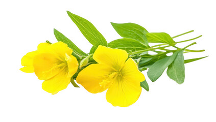 close-up two vibrant yellow flowers with green leaves showcasing their natural beauty and freshness ideal for floral arrangements or botanical studies