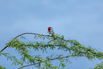 Serra da Capivara Piauí