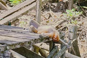 Proboscis Monkey in Borneo rainforest Sandakan Malaysia. Long-nosed monkey. It is endemic to Borneo.