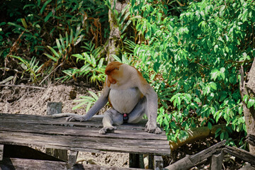 Proboscis Monkey in Borneo rainforest Sandakan Malaysia. Long-nosed monkey. It is endemic to Borneo.