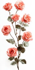Pink Roses on White Background