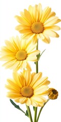 Bright Yellow Daisy Blooms