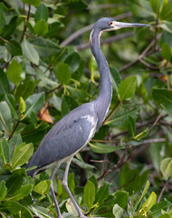 View of a Great Blue Heron