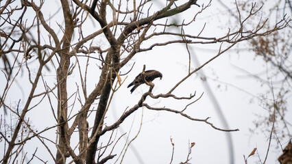 Hawk the bird of prey seating on a dead tree branch 3