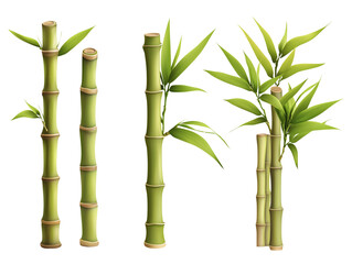 Fototapeta premium Lush Green Bamboo Plants Stems Leaves and Shoots Asian Botanical Illustration