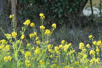 Obraz premium 公園で菜の花が咲いている