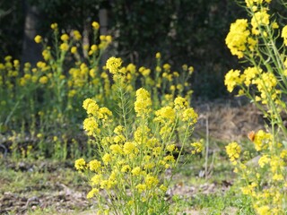 公園で菜の花が咲いている