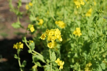 公園で菜の花が咲いている
