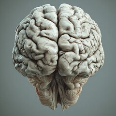Naklejka premium Detailed 3D render of a human brain, showcasing its intricate texture and structure. A study in neutral tones.
