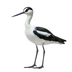 Fototapeta premium A Avocet png wading bird png coastal bird png elegant avocet png shorebird png nature bird png slender avocet png transparent background image