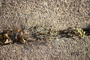 Grass in the cracks of the sidewalk