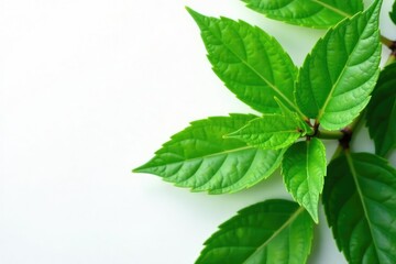 Obraz premium Lush green leaves with delicate veins on a snowy white background, leaves, botanical, white