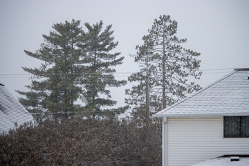 Pine trees and house on a snowy day