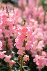 A lot of Antirrhinum majus