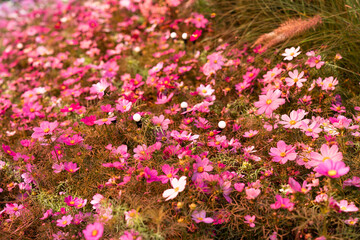 Pink color Cosmos bipinnatus under sunlight