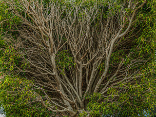  Mangrove Bush Spreading Up To Sky