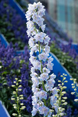 Some very beautiful Consolida ajacis