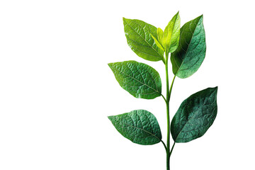 Obraz premium A vibrant green leaf branch isolated on a white background, showcasing the intricate details of nature's design.