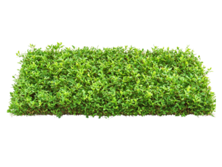 Lush Green Ground Cover Dense Foliage Spring Greenery Perfect for Landscaping Design