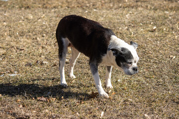 A senior black and white dog standing in the sunshine