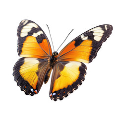 Fototapeta premium A Butterfly png colorful butterfly png delicate butterfly png fluttering butterfly png nature butterfly png vibrant butterfly png graceful butterfly png transparent background image