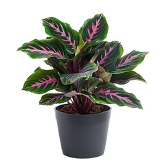 A Calathea png leafy plant png tropical calathea png patterned leaves png indoor plant png decorative calathea png modern foliage png transparent background image