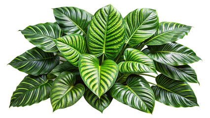 Fototapeta premium Vibrant Green Dieffenbachia Plant. Air Purifying Houseplant for Home and Office Decor
